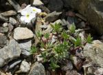 Androsace_barbulata_TOM_9037.JPG
