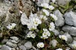 Androsace_carnea_subsp_brigantiaca_Alba_TOM_6362_RJ.JPG