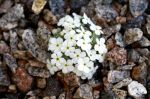 Androsace_vandellii_TOM_6483.JPG