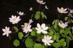 Anemonella_thalictroides_TOM_5844.JPG