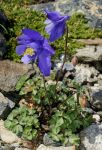 Aquilegia_bertolonii_TOM_9450.JPG