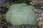 Arenaria_lithops_TOM_Z9R1691.JPG