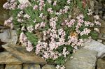 Asperula_boissieri_TOM_1904.JPG