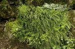 Asplenium_trichomanes_T_Z9R9959.JPG