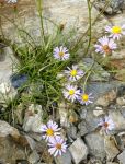 Aster_alpigenus_var_haydenii_TOM_7006.JPG