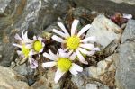 Callianthemum_anemonoides_TOM_8612.JPG