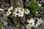 Callianthemum coriandriifolium