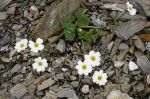 Callianthemum_coriandriifolium_TOM_8841.JPG