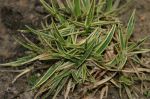 Carex_firma_Variegata_TOM_.jpg