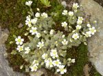 Cerastium_lanatum_TOM_9508.JPG