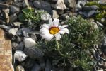 Chrysanthemum mariesii