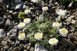 Chrysanthemum tomentosum