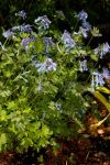 Corydalis elata