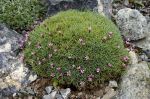 Dianthus_arpadianus_subsp_pumilus_TOM_9535.JPG