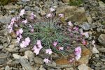 Dianthus_repens_TOM_9358.JPG