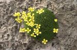 Draba_bryoides_TOM_0097_m0.jpg