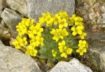 Draba_polytricha_TOM_5893.JPG