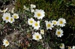Dryas_octopetala_TOM_Z9R4066.JPG