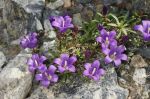 Edraianthus_serpyllifolius_TOM_6737.JPG