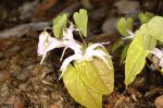 Epimedium_leptorrhizum_TOM_6532.JPG