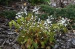 Epimedium_stellulatum_TOM_1055.JPG