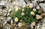 Erigeron_compositus_TOM_9004.JPG