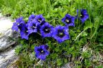 Gentiana_acaulis_TOM_7385.JPG