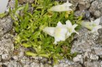 Gentiana_angustifolia_Alba_TOM_8943.JPG