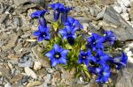 Gentiana_angustifolia_TOM_6749.JPG