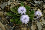 Globularia incanescens