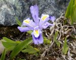 Iris_lacustris_TOM_6333.JPG