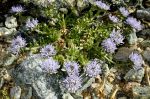 Jasione_crispa_TOM_6734.JPG