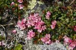 Loiseleuria_procumbens_TOM_7310.JPG