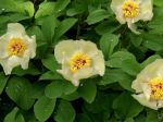 Paeonia_mlokosewitschii_TOM_.jpg