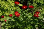 Paeonia_peregrina_TOM_8417.JPG