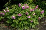 Paeonia_veitchii_TOM_7119.JPG