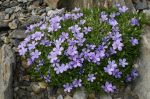 Phlox_kelseyi_TOM_6754.JPG