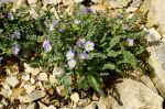 Polemonium_pulcherrimum_TOM_6530.JPG