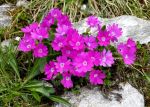 Primula_hirsuta_TOM_7464.JPG