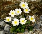 Ranunculus_alpestris_TOM_0995.JPG