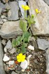 Ranunculus_hybridus_TOM_8791.JPG