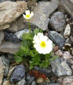 Ranunculus_traunfellnerii_TOM_8818.JPG