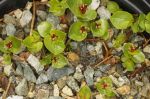 Salix_herbacea_TOM_5350.JPG