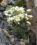 Saxifraga_caesia_TOM_9531.JPG