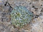 Saxifraga_crustata_TOM_5219.JPG