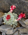 Saxifraga_griesebachii_TOM_0247.JPG