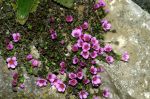Saxifraga_oppositifolia4_TOM_.jpg