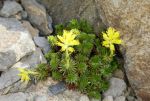 Saxifraga_scleropoda_TOM_8636.JPG