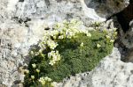 Saxifraga_squarrosa_TOM_5215.JPG