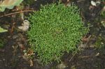 Selaginella_borealis_TOM_4095.JPG